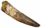 Fossil Spinosaurus Tooth - Real Dinosaur Tooth #345430-1